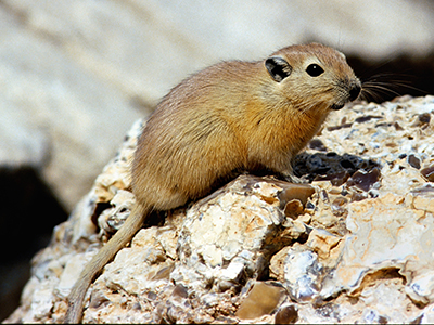 Psammomys obesus, Sand Rat